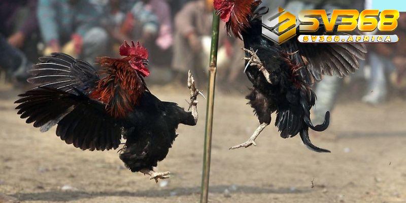 Phương pháp tập luyện cho gà đá khỏe mạnh